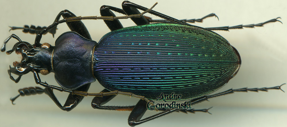 http://www.gorodinski.ru/carabus/Apotomopterus dechambreianus.jpg